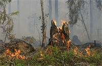 Foto für Erhöhte Waldbrandgefahr