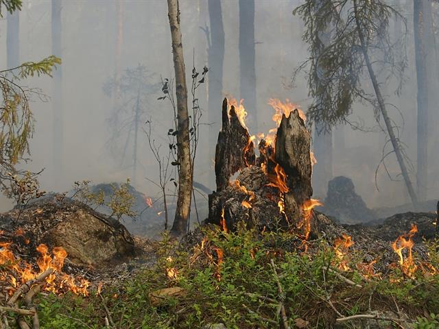 Foto für Erhöhte Waldbrandgefahr